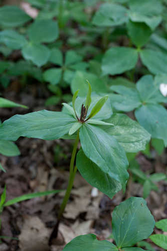 Trillium viridescens #2